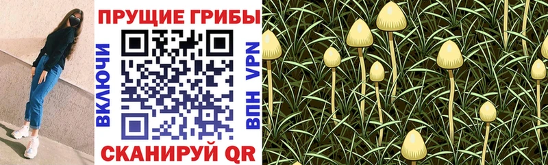 Псилоцибиновые грибы Psilocybine cubensis  Архангельск 